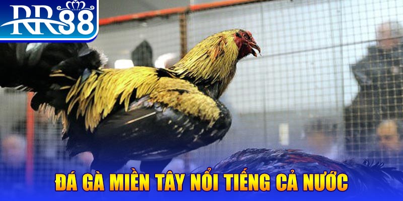 188 bet đá gà 88