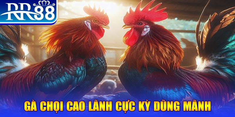 188 bet đăng nhập poker live